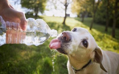 Cuida la salud de tus mascotas en verano